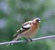 chaffinch